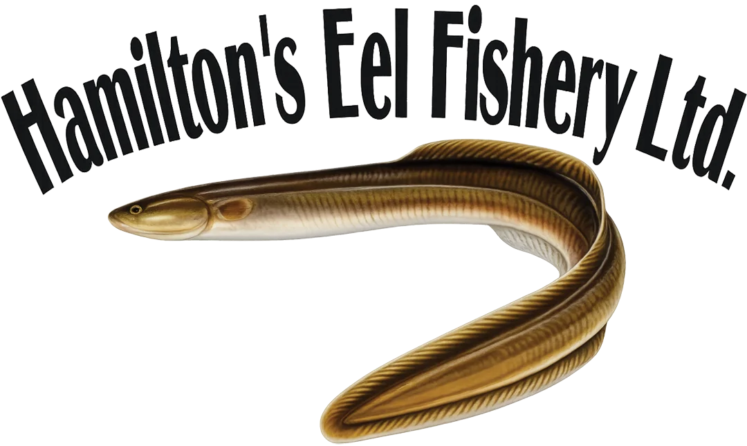 Hamilton's Eel Fishery